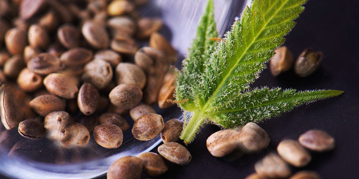 Healthy green cannabis leaves